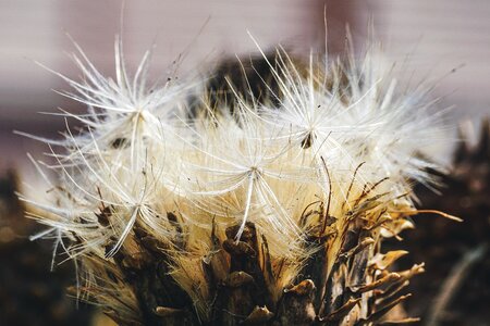 Seeds flying seeds transient photo