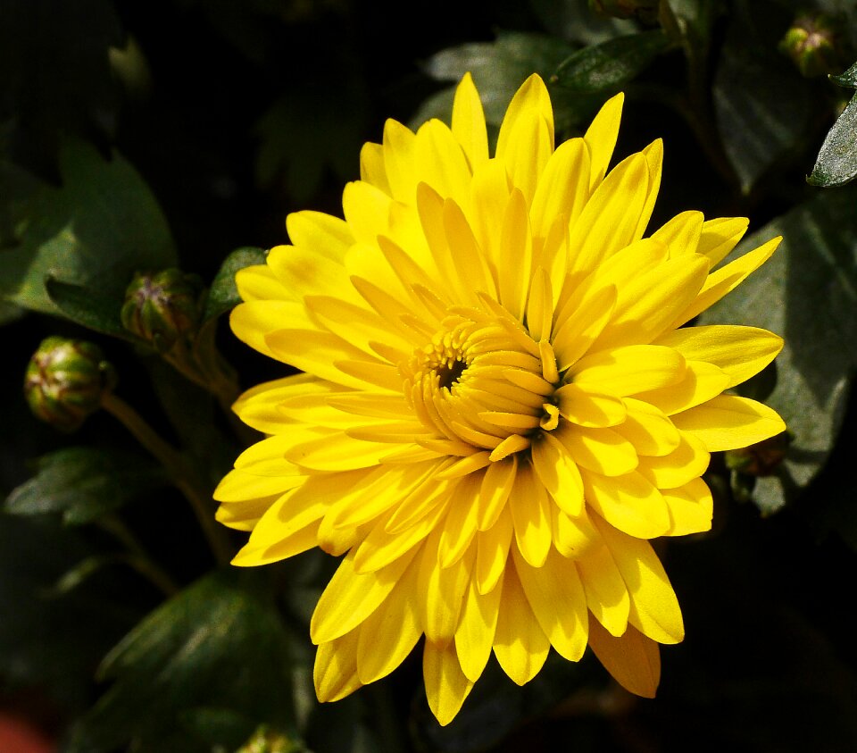 Yellow garden bred