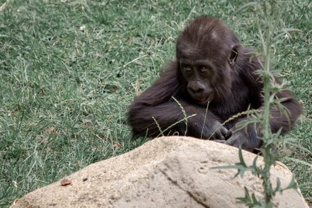 Gorilla child young animal world