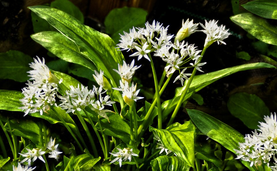 Flower leaf perfume