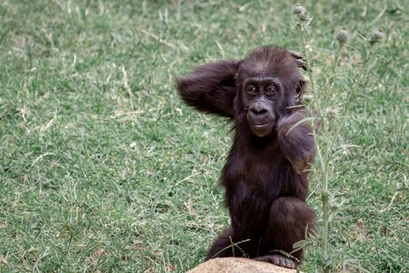 Gorilla child young animal world