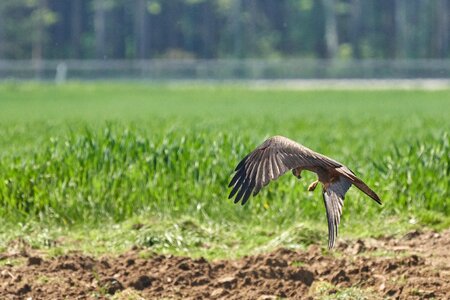 Bird of prey prey nature