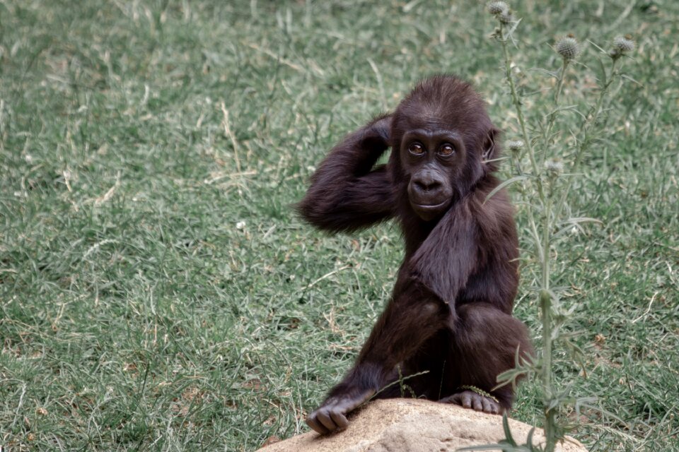 Gorilla child young animal world