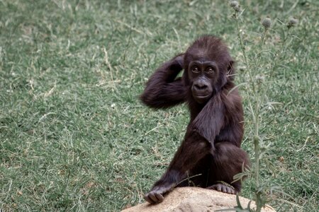 Gorilla child young animal world