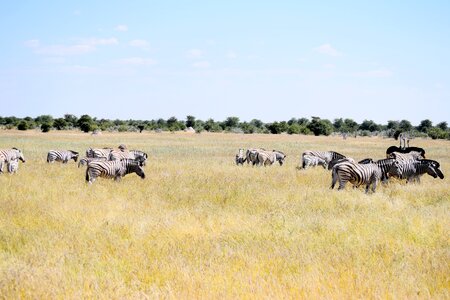 Namibia nature wildlife photo