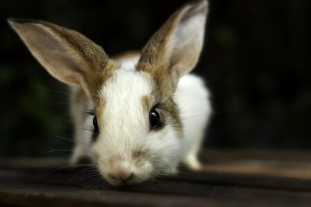 Animal hare curious photo