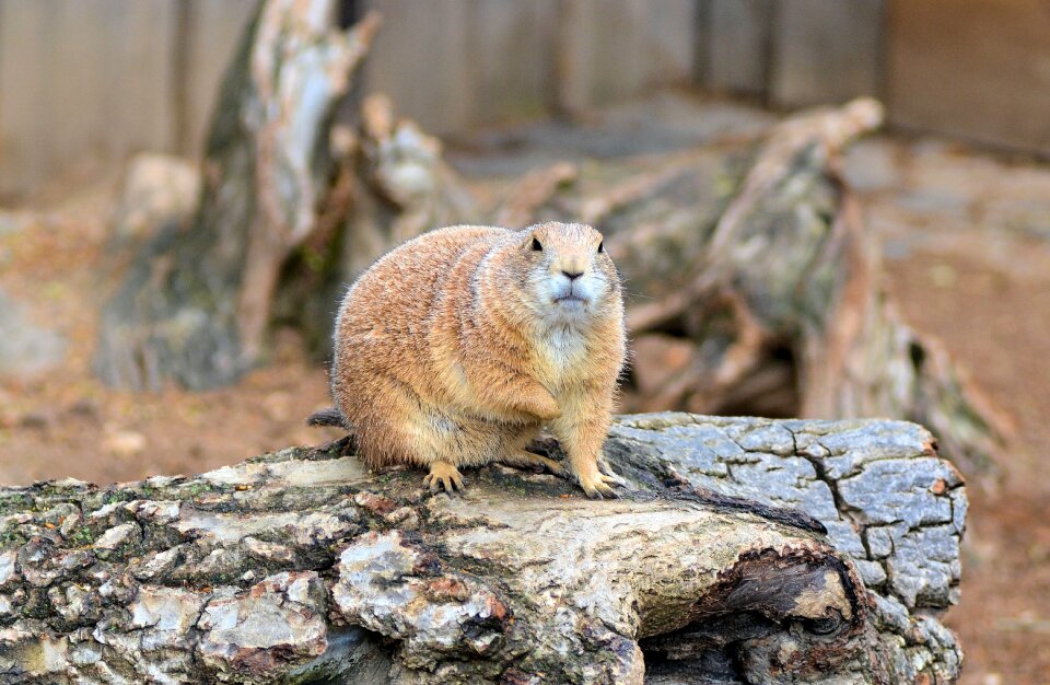 Animal world wild animal nature