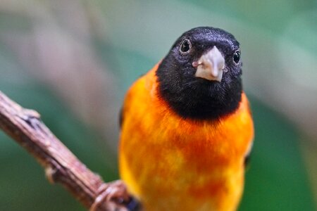 Animal world bird nature
