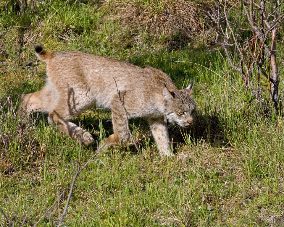 Stalking walking wildlife