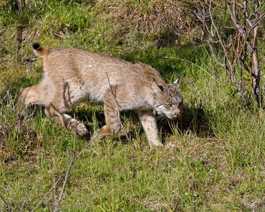 Stalking walking wildlife