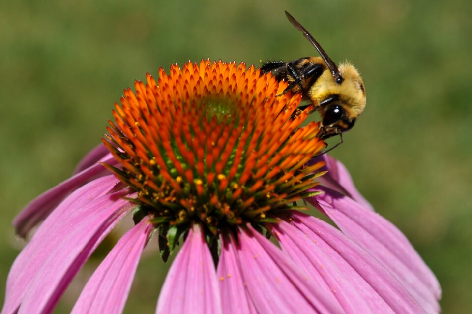 Coneflower summer pollinator