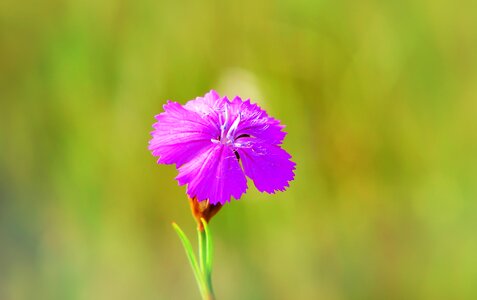 Posts nature floral