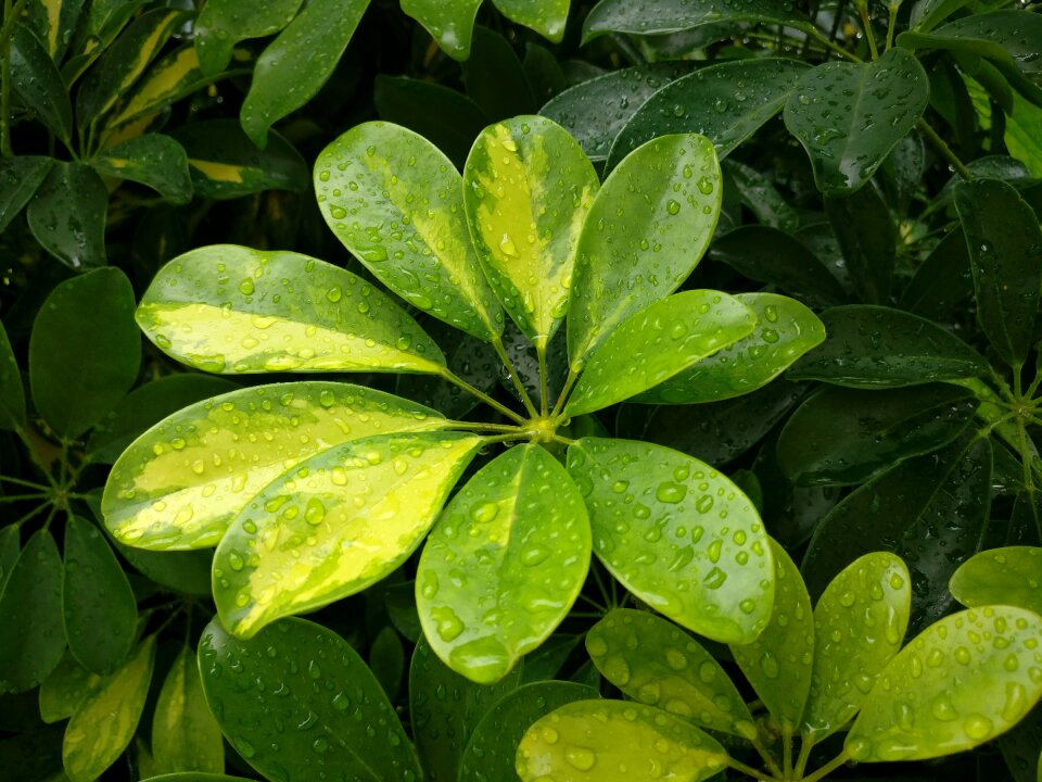 Leaf green leaves botany