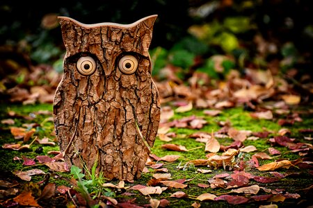 Autumn fall leaves eagle owl