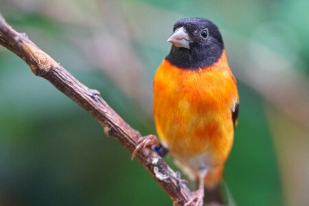 Animal world bird nature