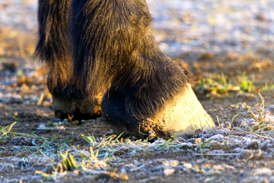 Foot close up nature