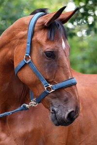 Portrait equine close up