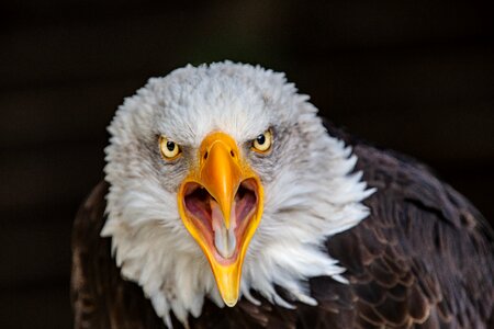 Adler bald eagle bill photo
