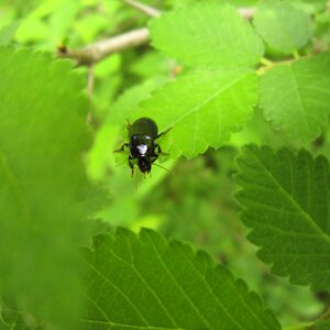 Black ground beetle nature