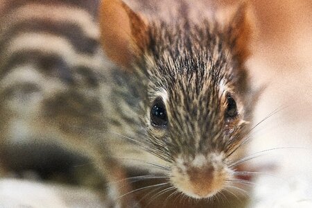 Cute mammal nature