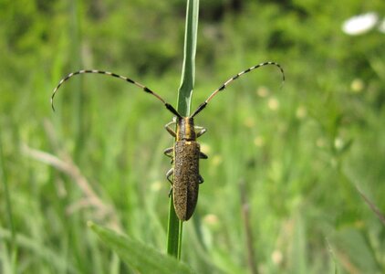 Beetle agapanthia animal