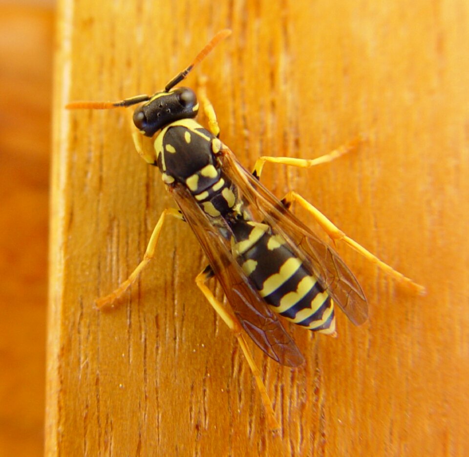 Animal yellow garden
