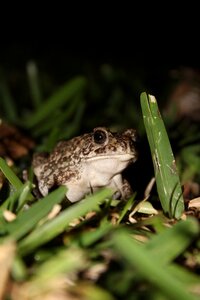 Amphibians animal animal world