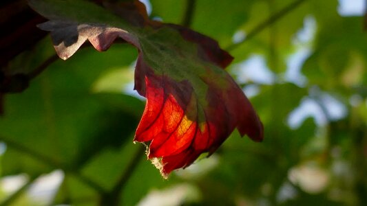 Wine leaf nature fall foliage photo