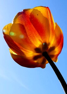 Tulip backlighting close up photo