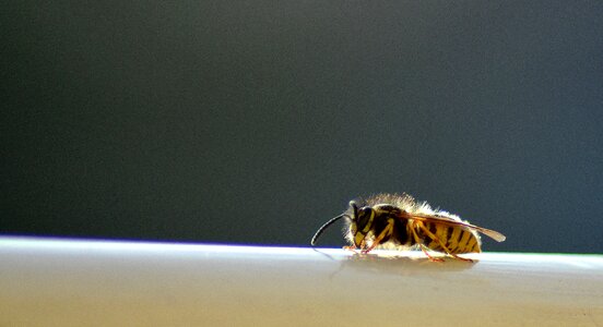 Insect nature light
