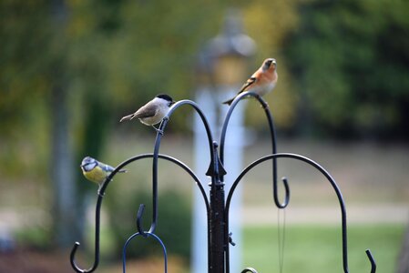 Animals plumage outdoor