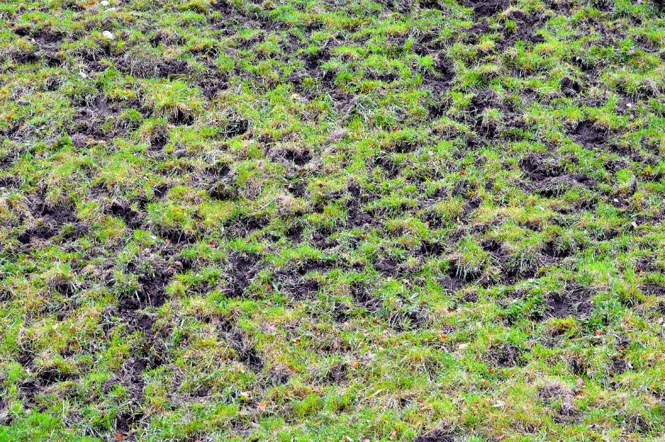 Nature meadow green