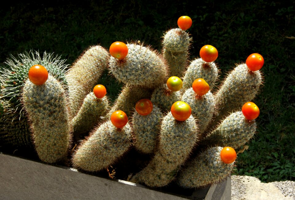Cactus fruits Free photos
