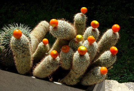 Cactus fruits Free photos