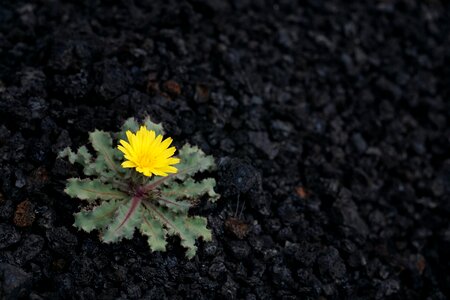 Volcano small flower