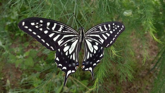 Insect natural flying insects