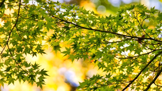 Maple leaves flora background