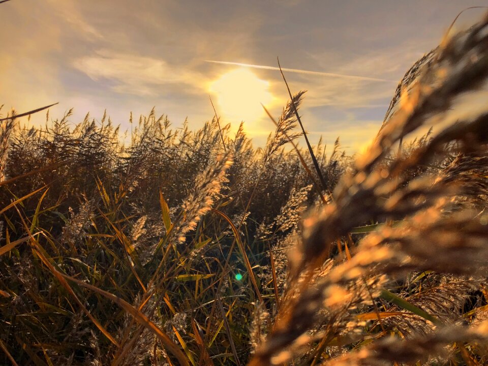 Landscape sunlight evening