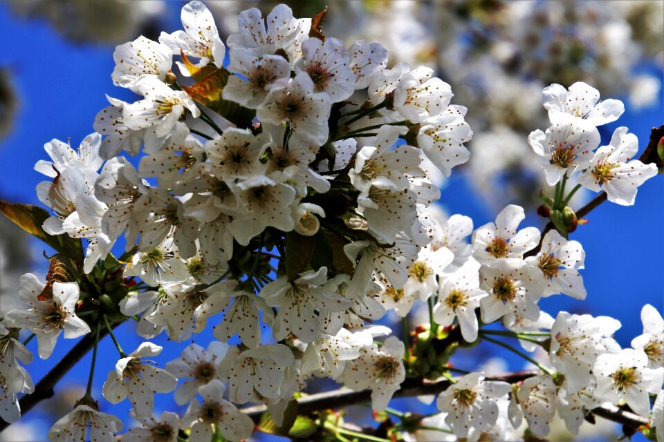 Blooms flower nature