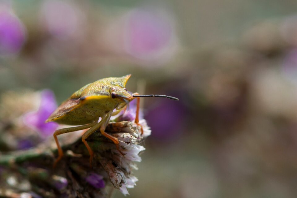 Nature insect bug