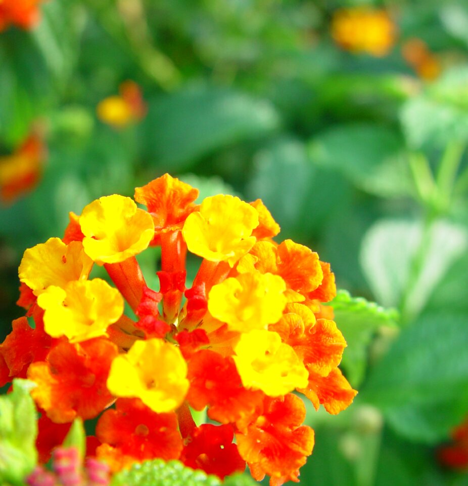 Yellow plant garden