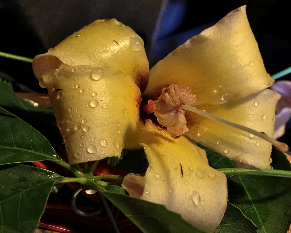 Yellow flowers flower plant