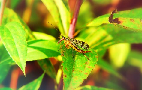 The beetles leaf animals