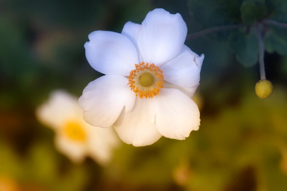 Flowers tender flower