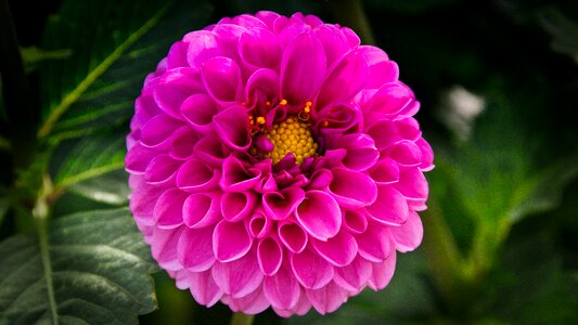 Pink dahlia garden flower photo