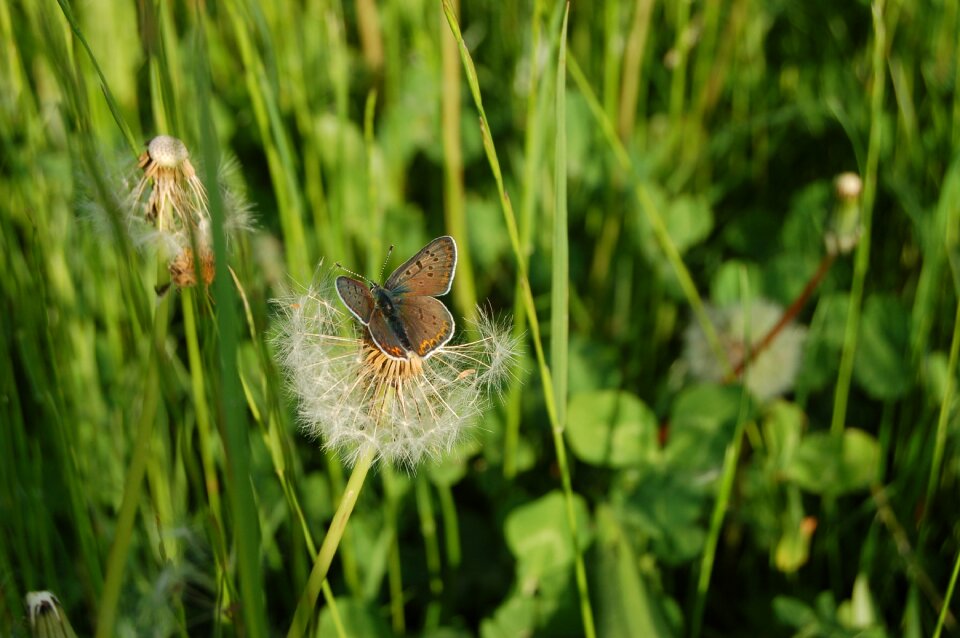 Butterfly prato fields