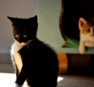 Shy embarrassed animals