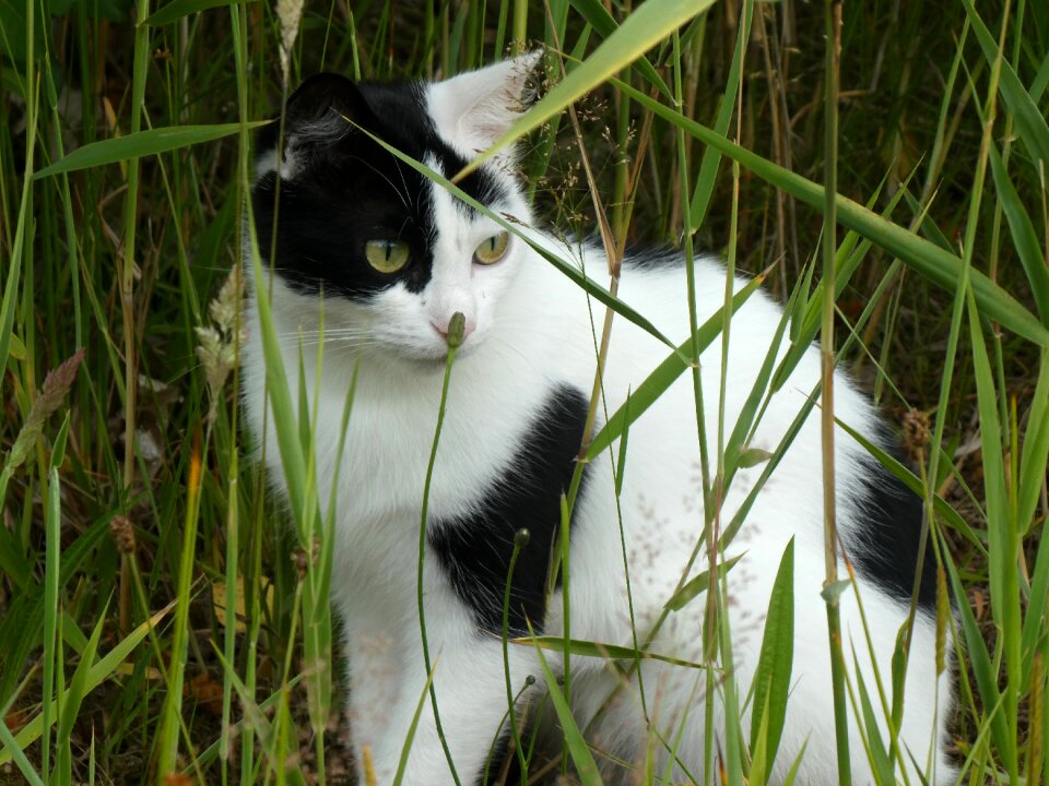 Pet nature view