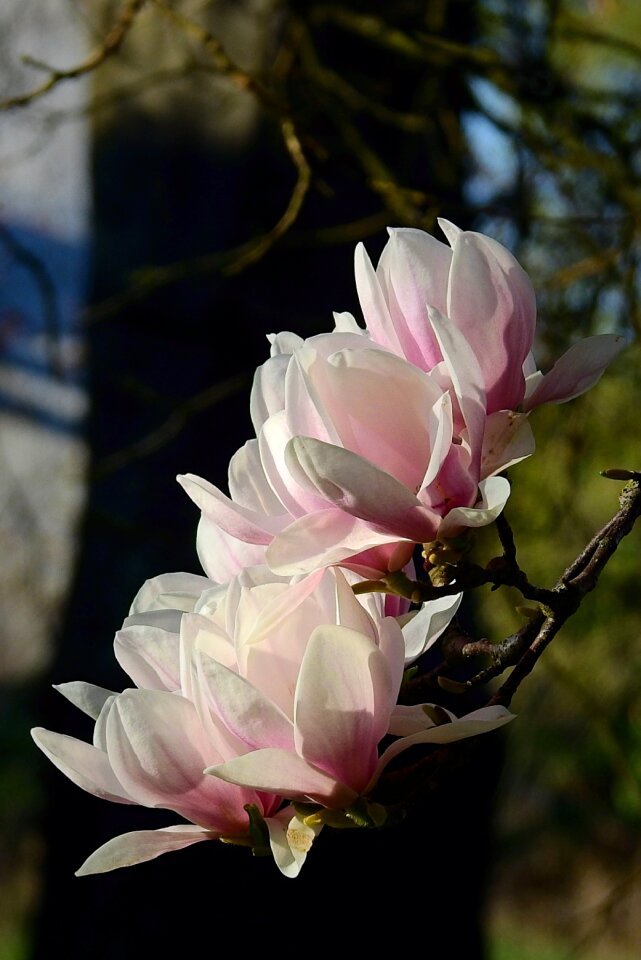 Plant magnolia blooming