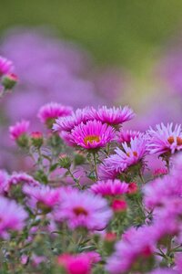 Autumn flowers composites